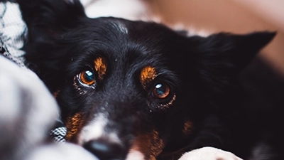 standaard hond